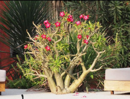 Jardin - la Palmeraie de Ngor - Hotel Sénégal