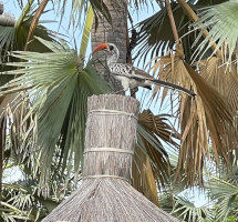 Jardin - la Palmeraie de Ngor - Hotel Saloum