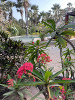 Jardin - la Palmeraie de Ngor - Lodge Sénégal